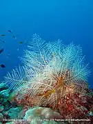 Unidentified hydrozoan