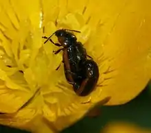 Hydrothassa marginella