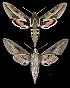 Hyles annei
