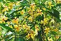 Hymenosporum flavum flowers growing at Port Macquarie