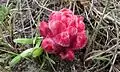 Hyobanche sanguinea, an indigenous Renosterveld flower