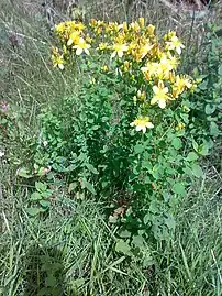 Full plant