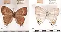 H. e. thyrius female
