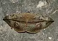 Hypopyra vespertilio