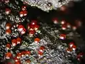 Nectria episphaeria growing on Hypoxylon fragiforme