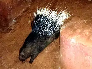 Indian crested porcupine