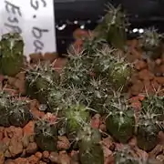 Seedlings