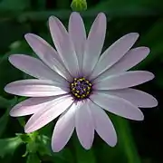 Close-up of flower