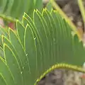 Leaves