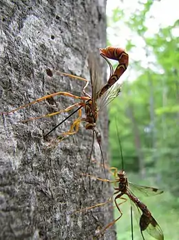 Megarhyssa macrurus, a parasitoid. The body of a female is 50mm long, with a c. 100mm ovipositor