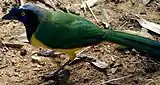 Carriqui