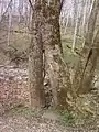 Fused sycamore trees (Platanus occidentalis)