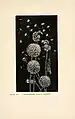 Wood engraving by Anna Botsford Comstock for John Henry Comstock's Insect Life, 1897.