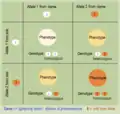 Punnett square: intermediate inheritance