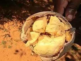 Adansonia rubrostipa, inside of fruit