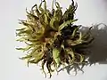 Bristly involucre