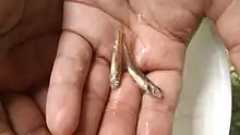 etheostoma exile at Lake Lelanau, MI.