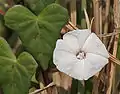 Ipomoea marginata