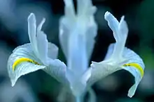 Iris palaestina