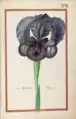Iris susiana maior, 1624. Recueil de fleurs et d'insectes dessinés et peints sur vélin