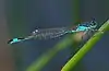 Ischnura elegans