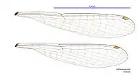 Photo of female wings