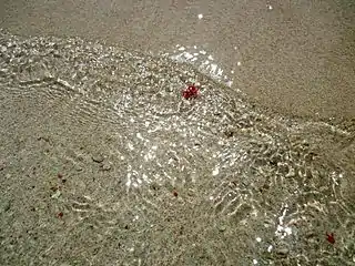 Marine life