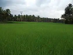 A view of Ithikkara paddy fields