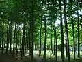 Wooded area