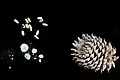 Cone, seeds, and Resin