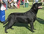 A black Labrador Retriever at a confirmation show.