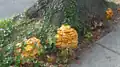 Jack o' Lantern mushroom fungus clusters growing at the base of an oak tree.