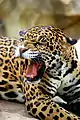 Adult jaguar in Waco, Texas' Cameron Park Zoo.