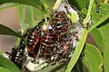 Pupae tended by ants
