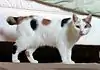 Manx