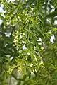 Jasminum didymym ssp. lineare flowers