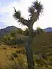 Yucca brevifolia or Joshua tree at Jawbone Canyon