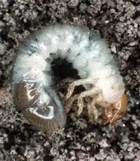 alt = Larva