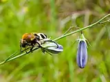 Trichius fasciatus, head