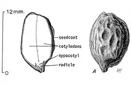 Jojoba seed