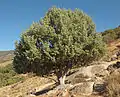 Central Spain