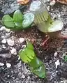 Haworthia springbokvlakensis has round, bulging, translucent leaf faces