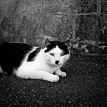 GEY BIG DADDY COME RUB MY BIG HAIRY MOOSTACHE PPAPAAAA cat that somewhat resembles Hitler