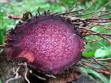 Purple yam (D. alata) freshly harvested and sliced for cross-sectional view