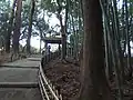 Bamboo grove and cedar woods