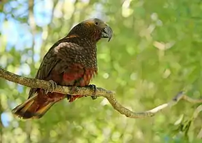 Kaka