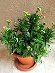 Kalanchoe Blossfeldina at the beginning of flowering