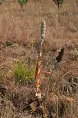 Habit and habitat