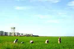 Farmers working in a paddy field