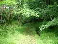 The old railway cutting running from Brackenhills into the Kersland Glen.